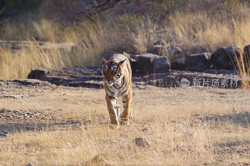 孟加拉虎，Ranthambore，印度。