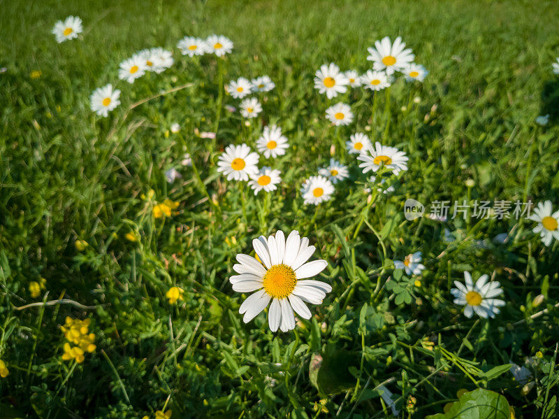 加拿大安大略省伍德布里奇镇的街景