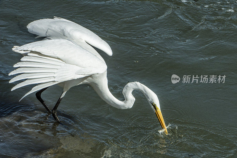 大白鹭站在岸上的特写