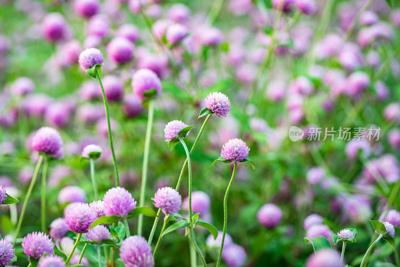 紫球形紫红色花