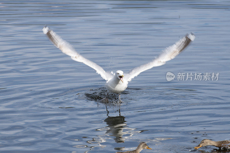 夏天，海鸥从平静的蓝色海面上起飞