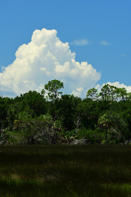 风暴云上升到树木线上方的蓝天，前景是盐沼