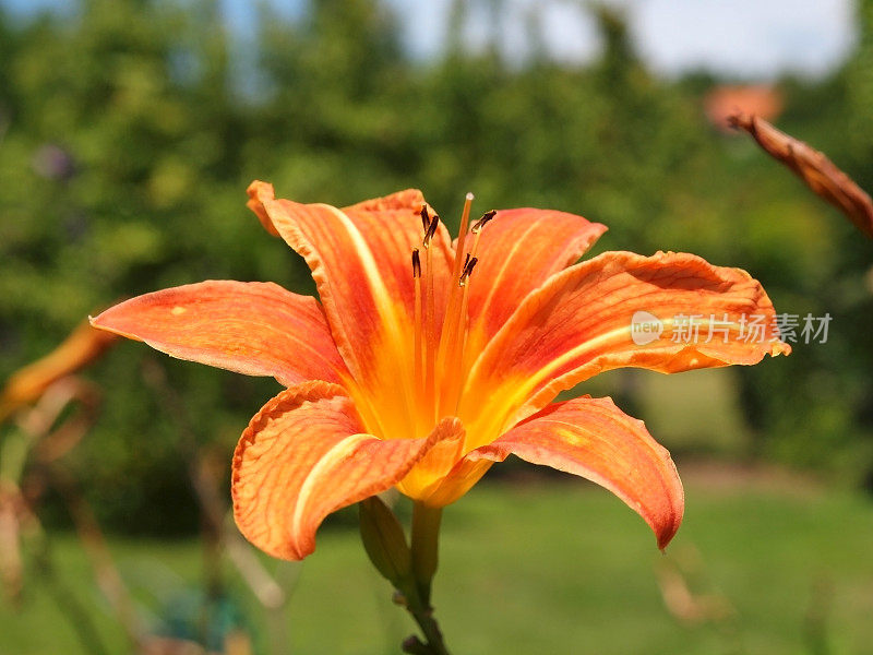 黄花菜开花