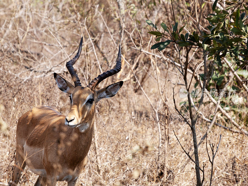 马拉维马吉特野生动物保护区的雄性黑斑羚
