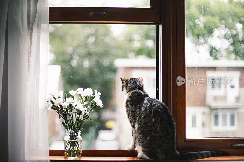 虎斑猫在窗台上开着白花