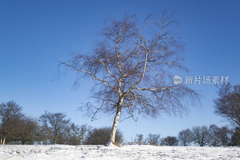 雪景中的一棵树