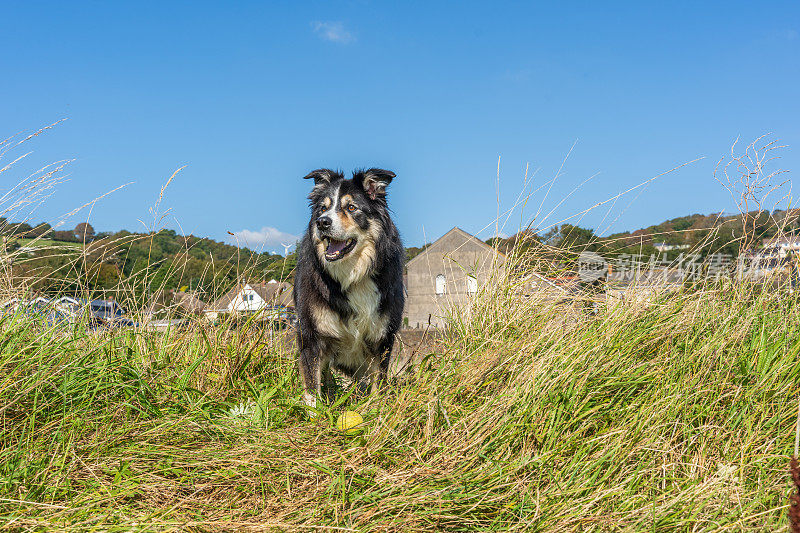 边境牧羊犬在长满草的岸边