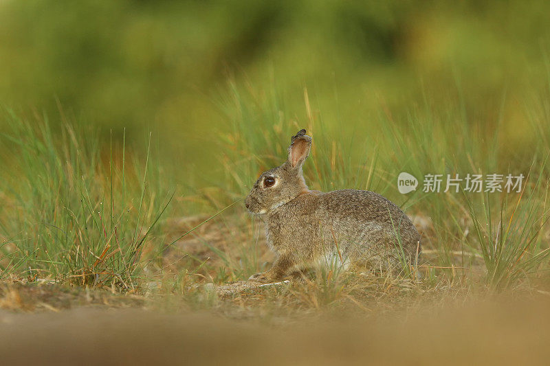 日出时，兔子在春天的草地上。动物生境自然，生活在捷克共和国清晨的草甸中。草丛中的欧洲兔子。