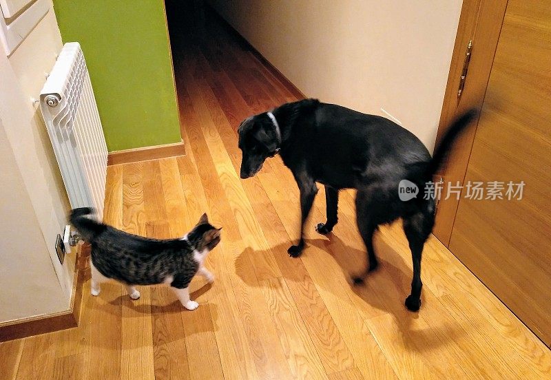 黑狗和调皮的小猫在一起玩耍