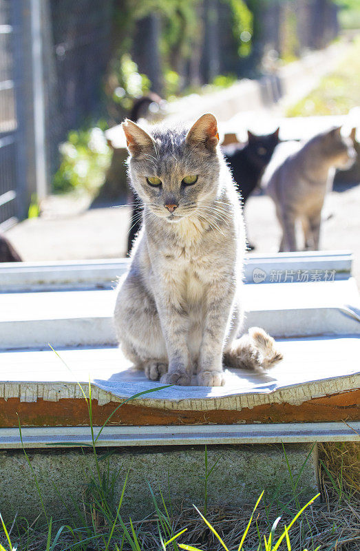 街上的一只猫