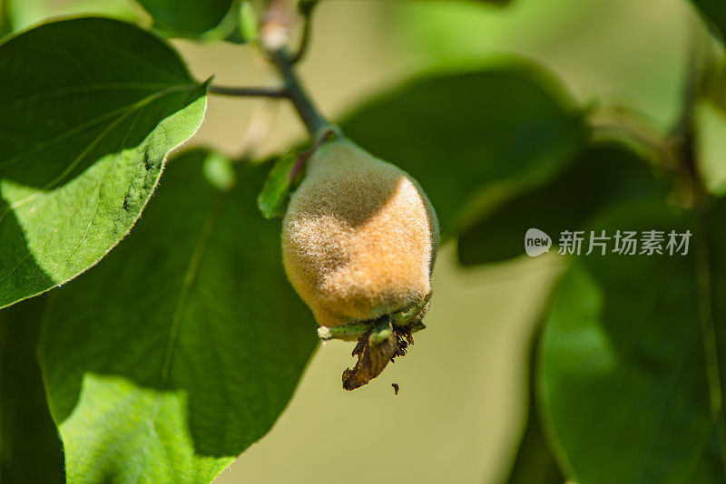 阳光明媚的日子，苹果(榅桲)在树枝上