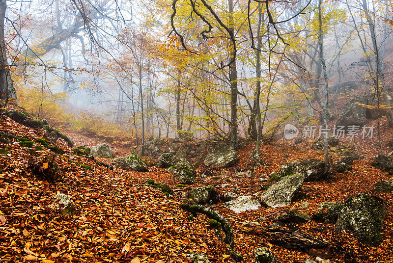 静谧的秋林中弥漫着蓝色的薄雾