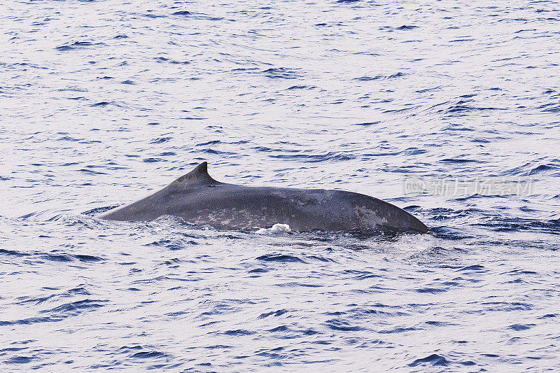 一只蓝鲸在斯里兰卡的海水中浮出水面