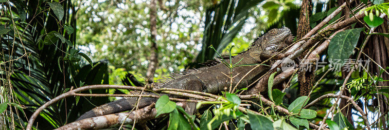 鬣蜥躲在哥斯达黎加的雨林里