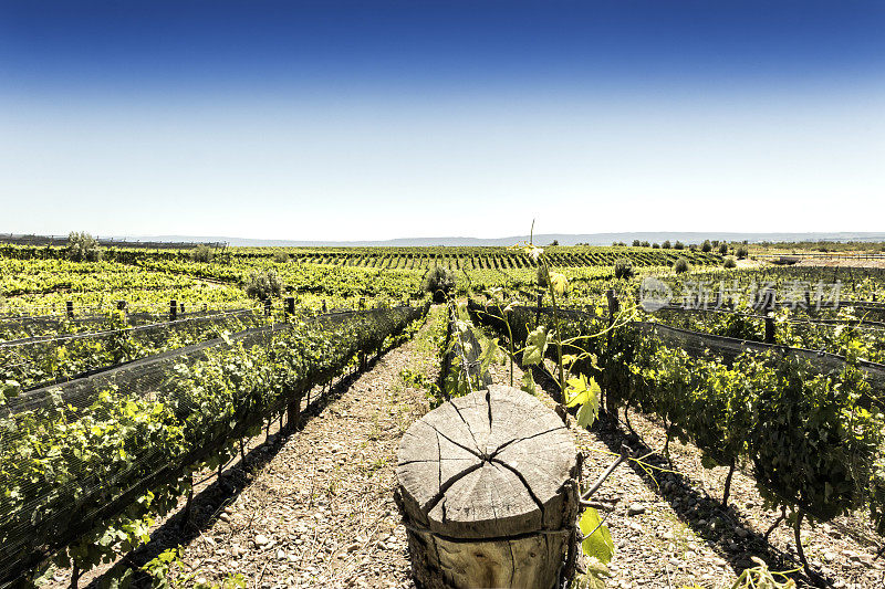 阿根廷门多萨葡萄酒产区的Tupungato葡萄园。