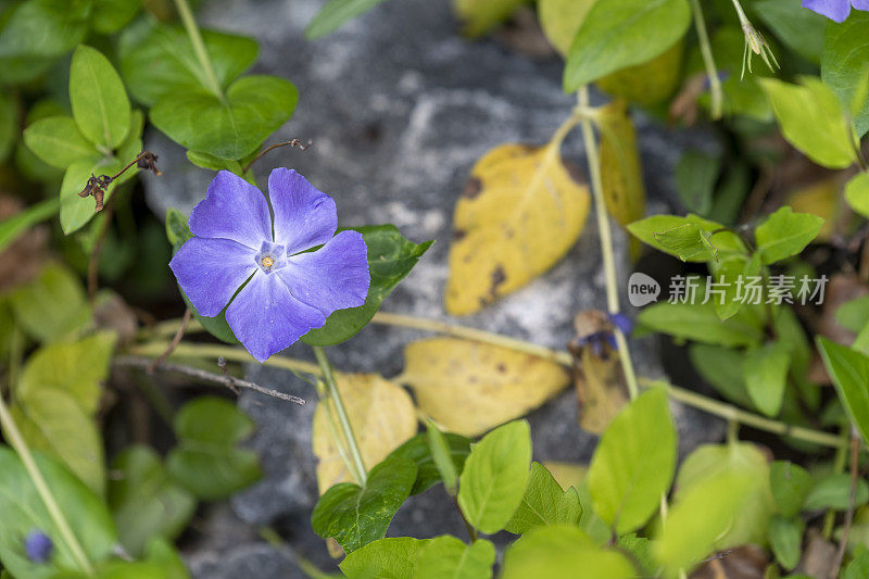 紫色的Allamanda花在花园里