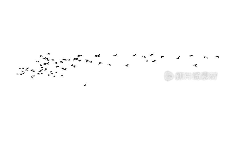 鸟群，孤立在白色背景上
