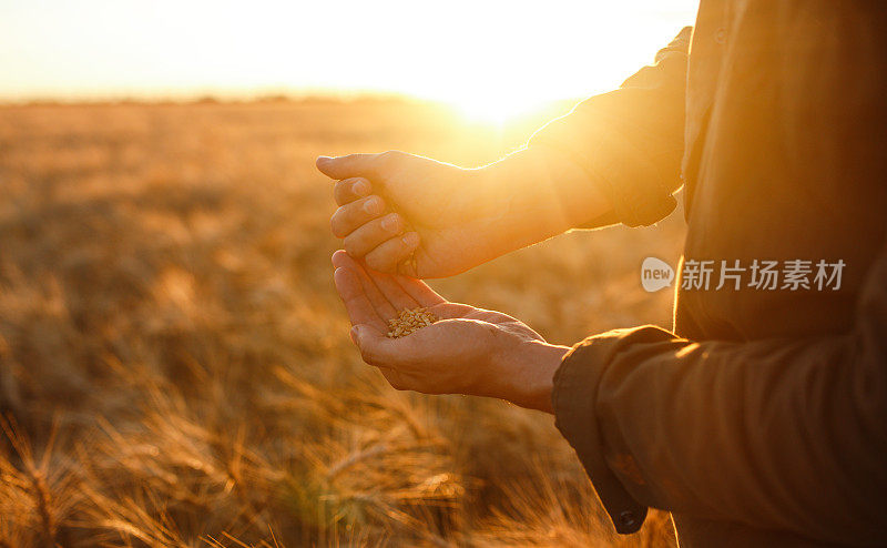 夕阳下的麦田里，农夫的手捧着一把麦粒。