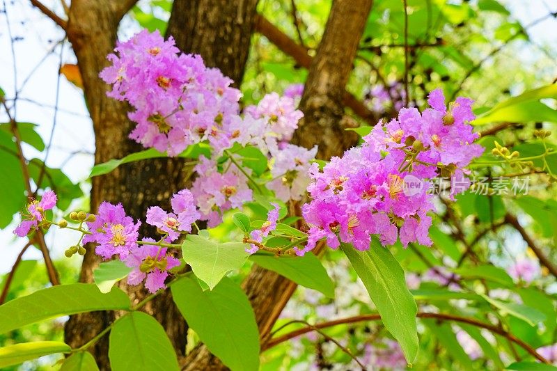 茵黄素或大叶紫薇花