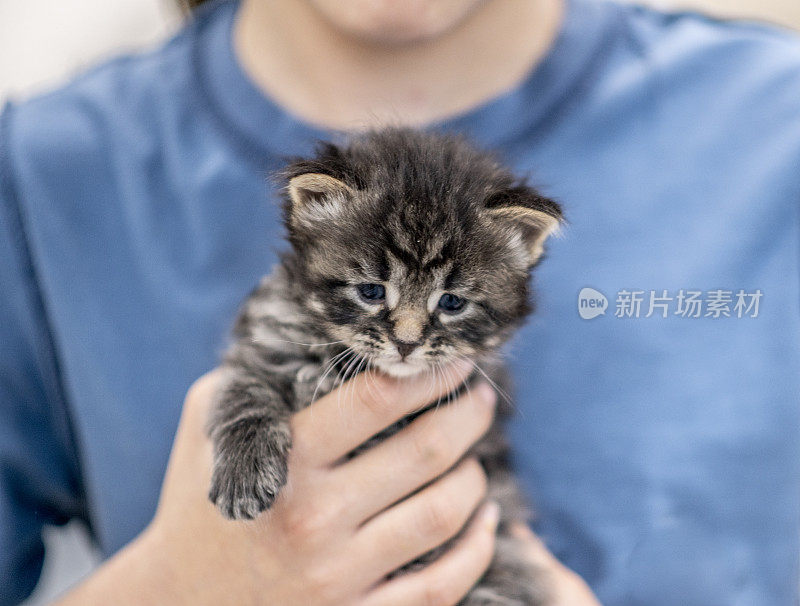 小女孩和她的小猫们。