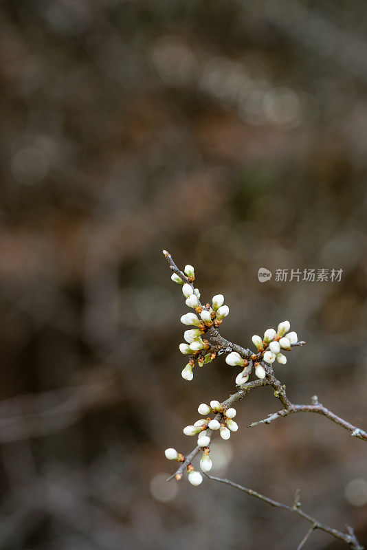 黑刺李花开白色的花