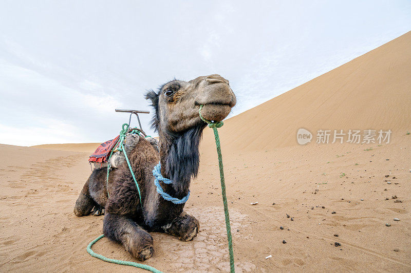 微笑的单峰驼在非洲摩洛哥的撒哈拉沙漠上休息
