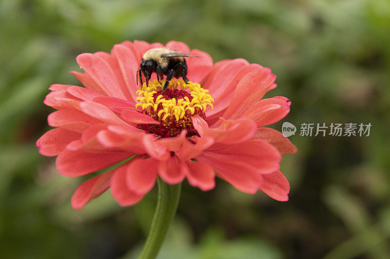 蜜蜂在zinnia