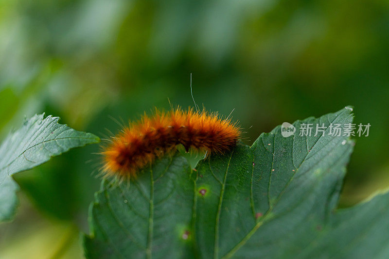 黄色的长毛熊毛毛虫