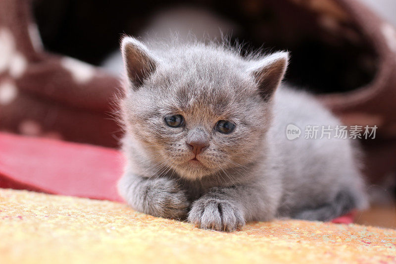 灰色小猫在家里的地毯上