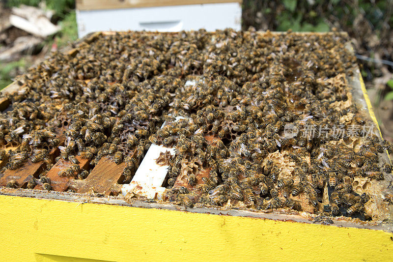 拆除顶部盖后，蜜蜂在蜂箱上