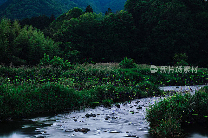 夜间森林里一条河的上空萤火虫在发光