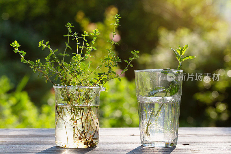 扦插繁殖:在玻璃杯中培养根的百里香和薄荷