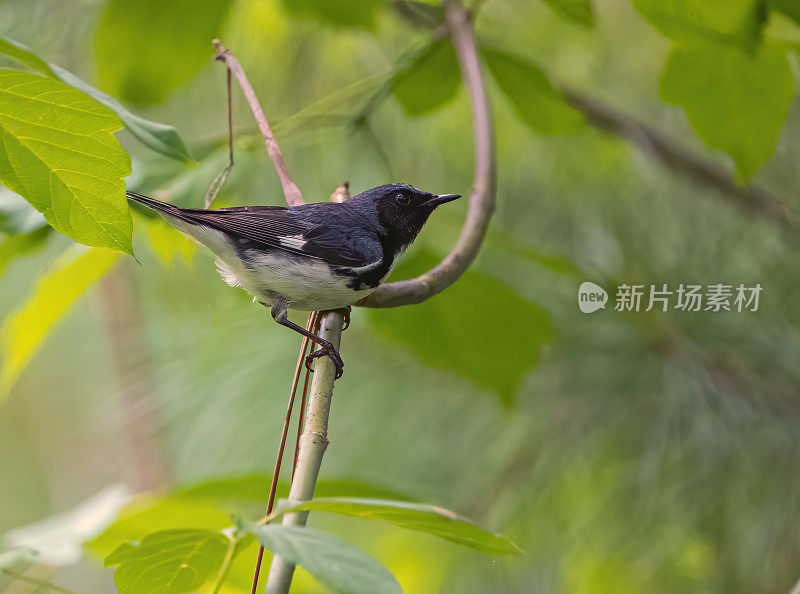 包括黑蓝色莺