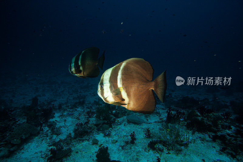 热带鱼，海洋生物，