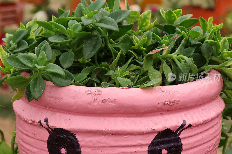 近距离的图像赤陶土花盆画粉色的笑脸和拖尾植物像头发，室外花园设置聚焦前景