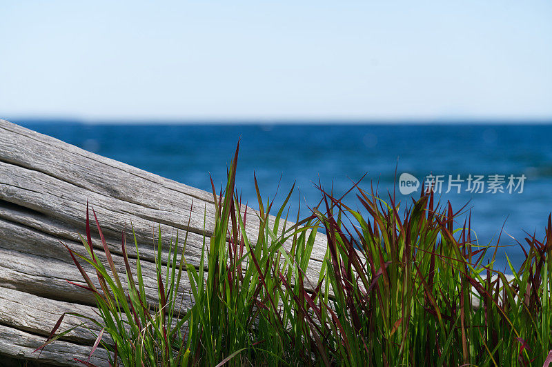 温哥华岛上的草和浮木