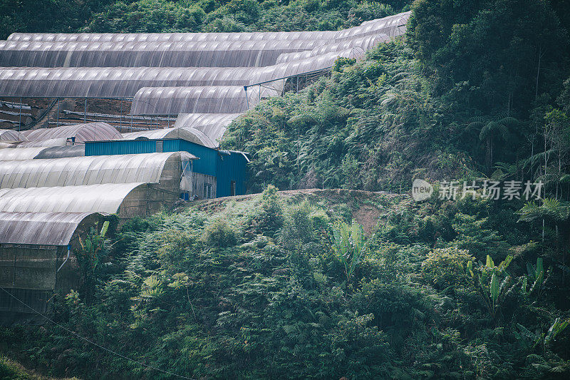 卡梅隆高地卷心菜种植园聚乙烯隧道