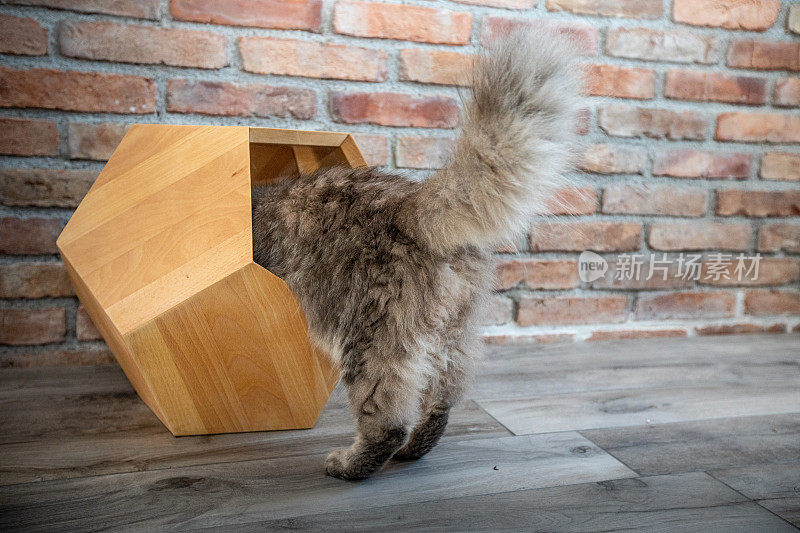 家猫进入他的家房里的木庇护箱
