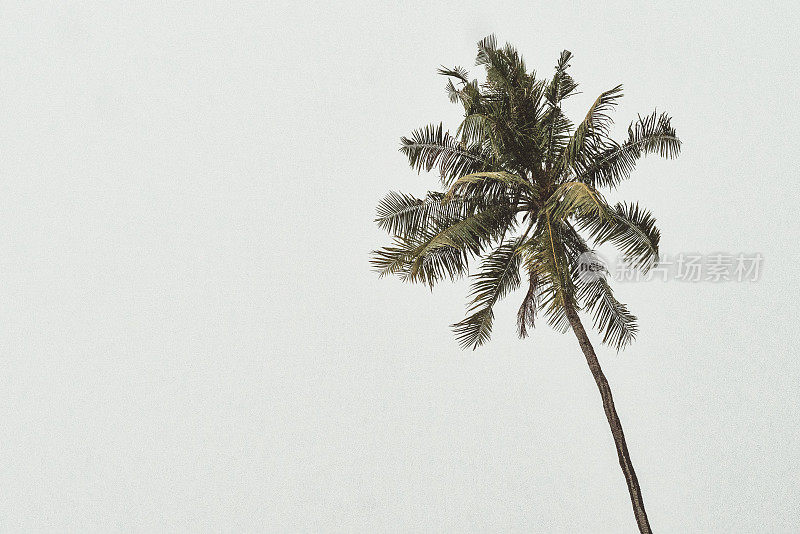 一棵椰子树在倾盆大雨映衬着阴沉沉的白色天空