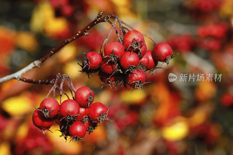 桔黄秋叶，红浆果，白束花梨花