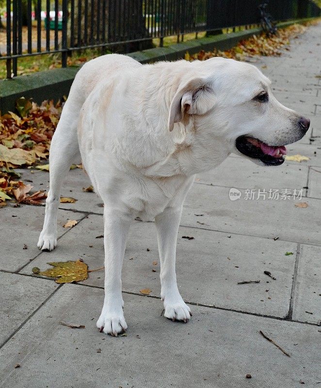 拉布拉多寻回犬