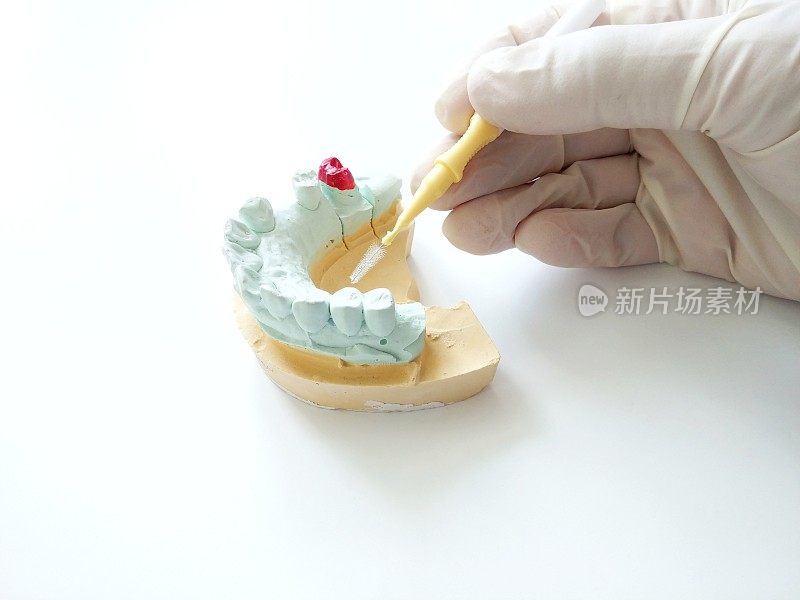 VH544牙间牙刷及口腔模型