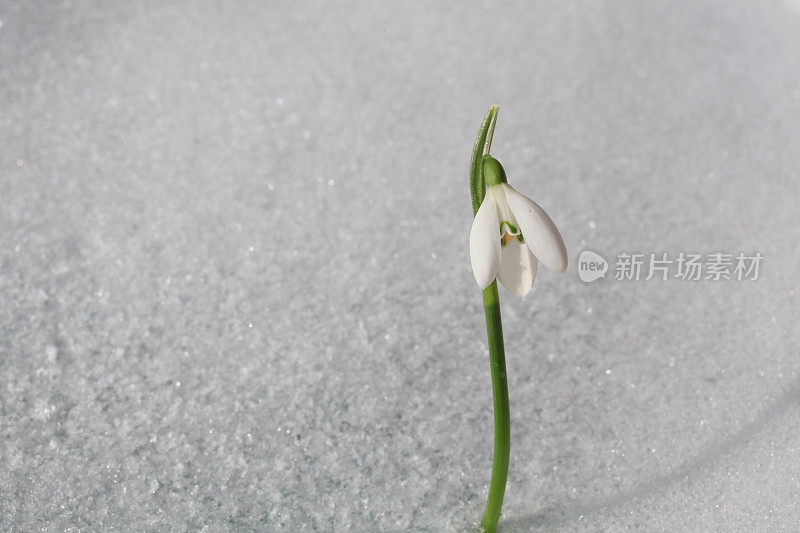 雪花莲-雪花莲