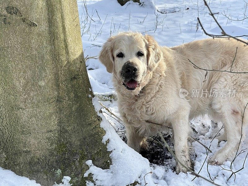 雪中的金毛寻回犬