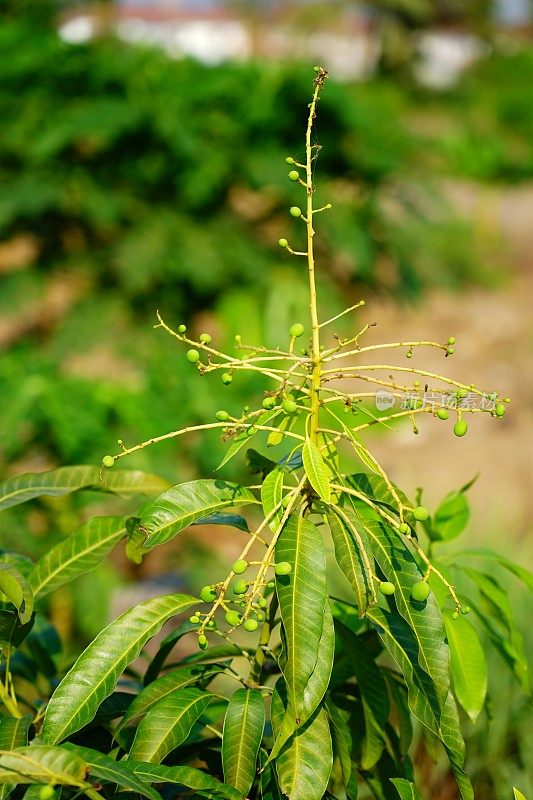 树上的小芒果果实