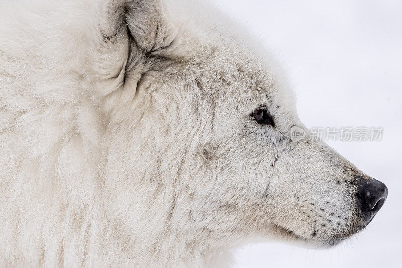 大型北极狼在森林中寻找对手和危险