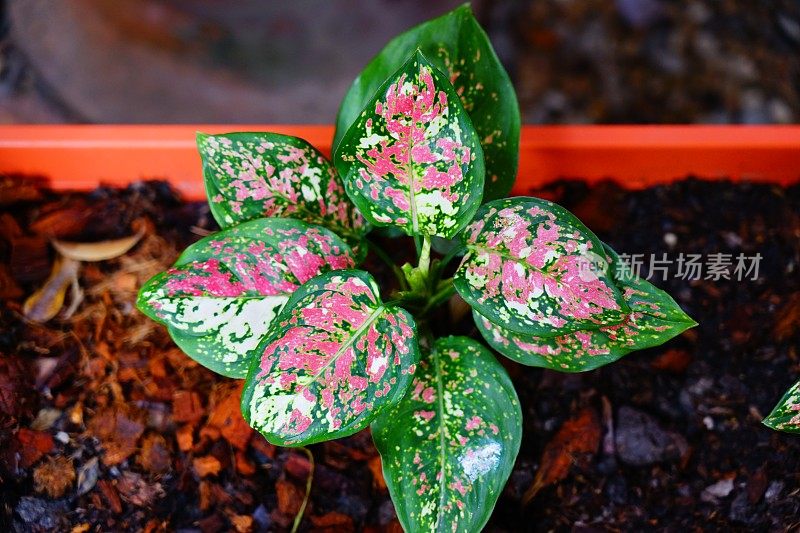 粉色和绿色的Aglaonema