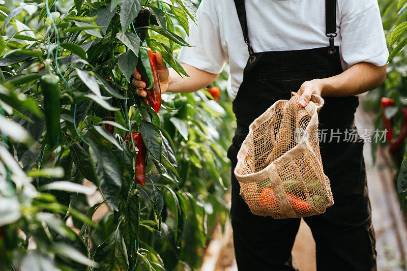 年轻人在自己的温室里种植有机蔬菜