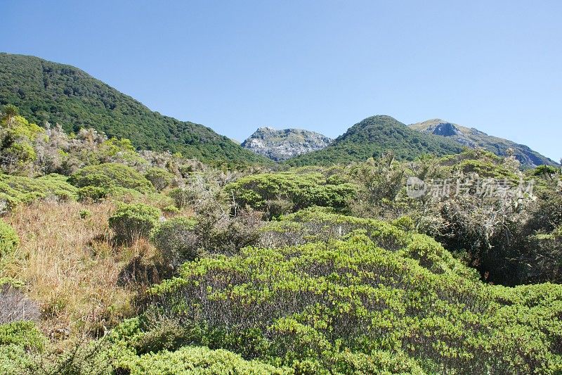 科布山谷植物景观，卡胡朗吉国家公园，新西兰