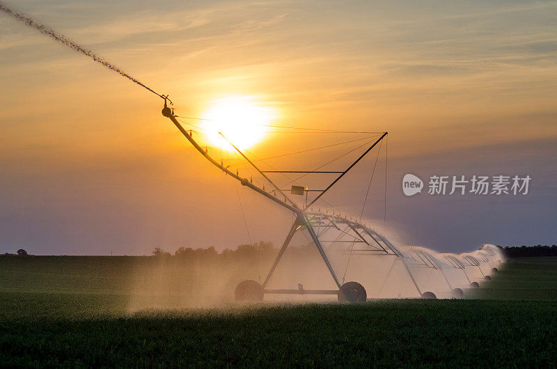 灌溉系统在夏季灌溉农田的青豆